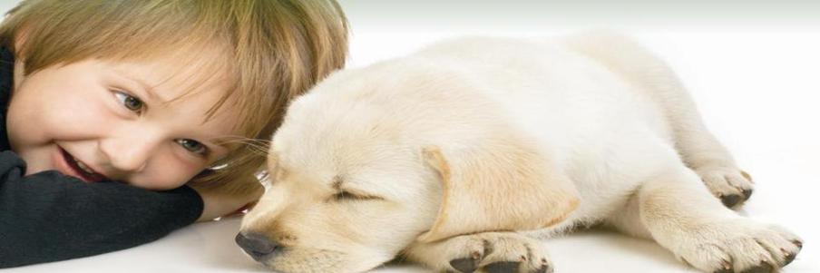 Header Graphic